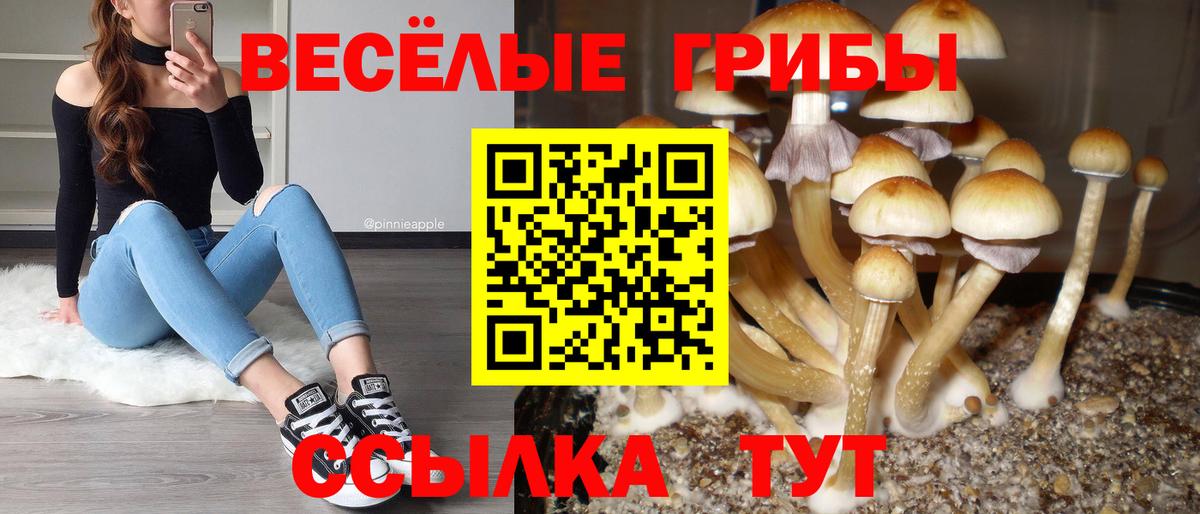 Галлюциногенные грибы Psilocybine cubensis  Вход с VPN  Галлюциногенные грибы мицелий  Фрязино 